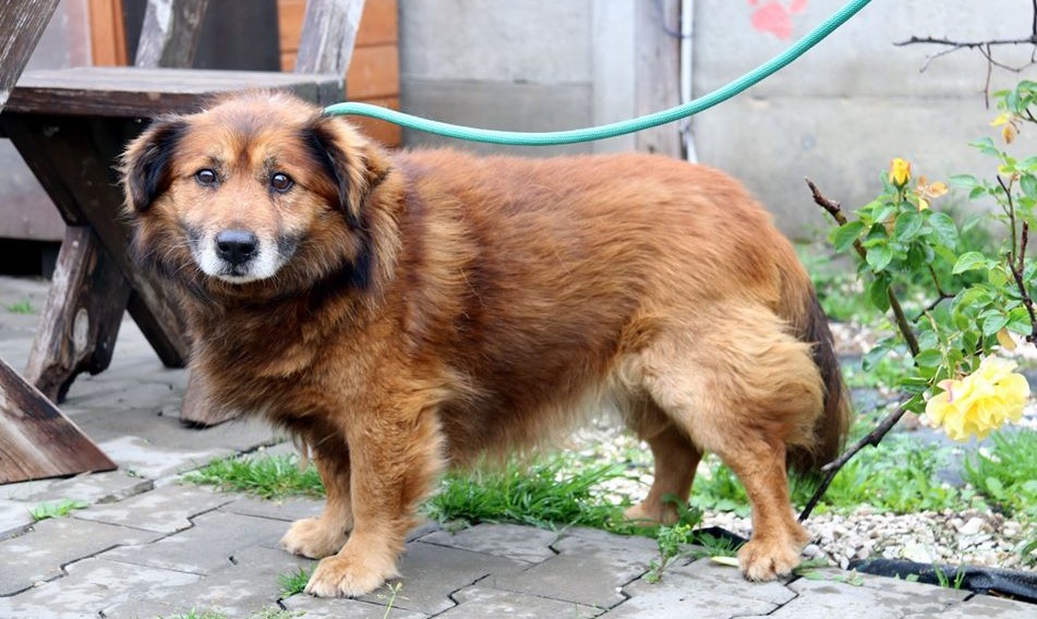 Bongo3 Galax1