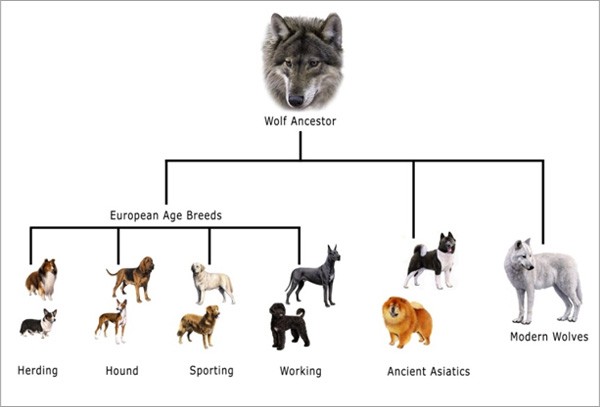 Emigreren Gluren Whitney DNA-test - Dutchy Adoptions