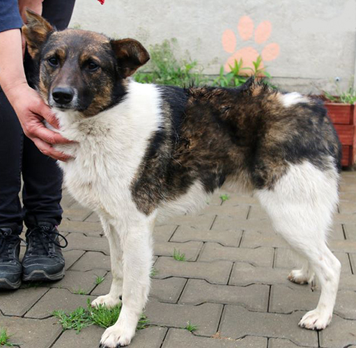 Idefix5 Galax1