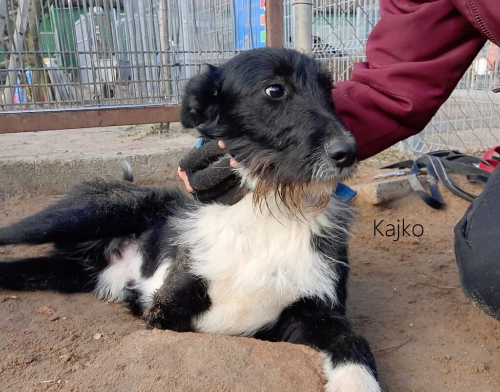 Kajko3 Galax1