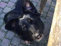Kaya