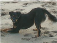 Koko