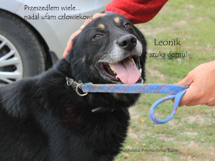 Leon1 Galax1