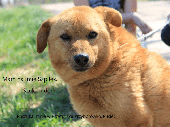 Szpilek1 Galax1