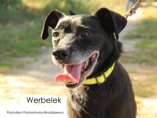 Werbel1 Galax1